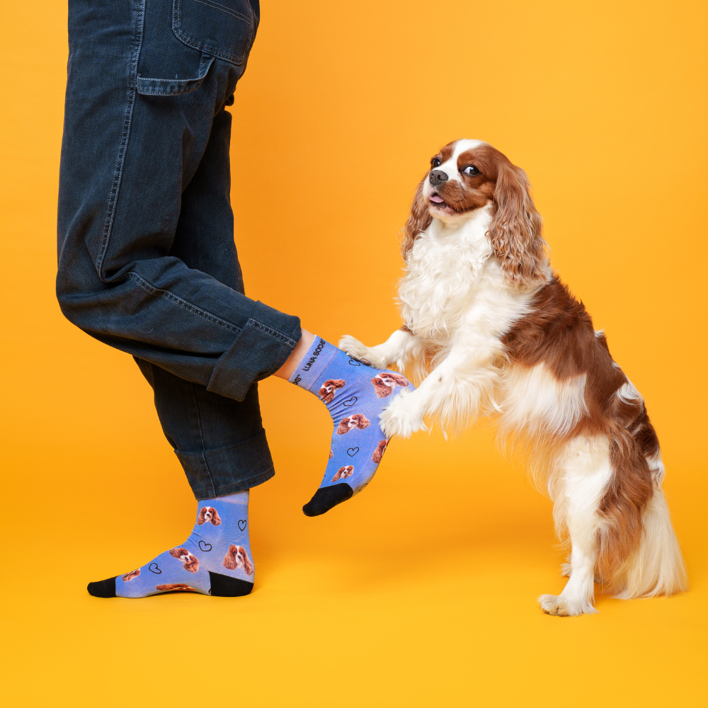 Custom Pet Socks with dog